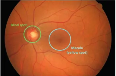 Fig. 11.2 A snapshot of the retina taken by the fundus camera