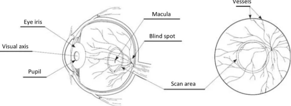 Fig. 11.4 The functional principle for obtaining a retinal image of the eye background