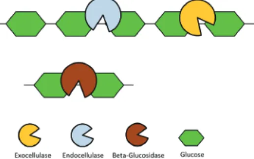 Figure 4. Basic structural component of cellulose and the cellulases responsible for its degradation.