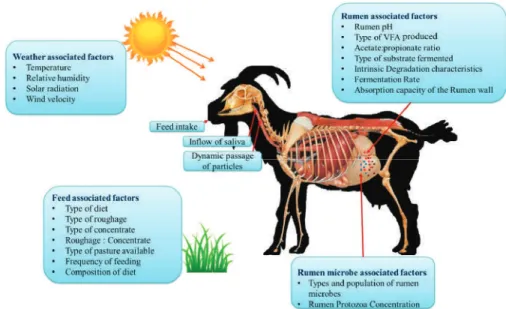 Figure 2. Various factors inﬂuencing enteric methane emission in goats (these concepts were adopted from References [8,28,29]).