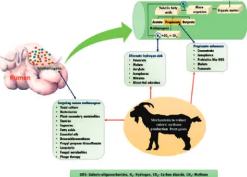 Figure 3. Various mechanisms to reduce enteric methane emission in goats.