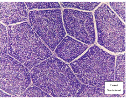 Figure 1. Normal bursal tissue section stained with hematoxylin and eosin (H&amp;E) in the non-infected group.