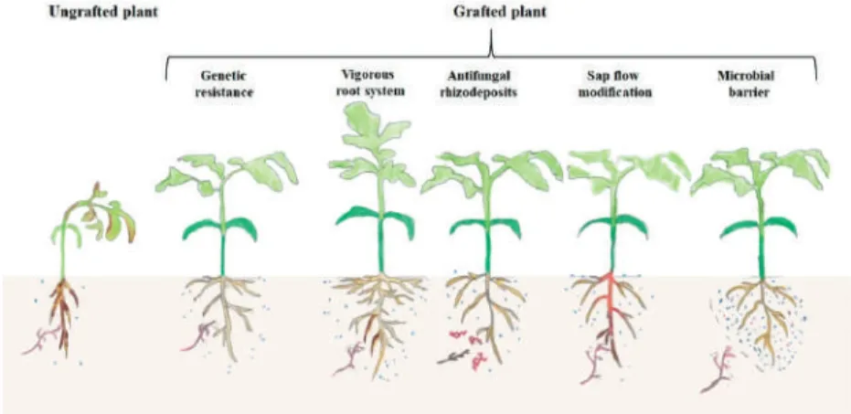 Figure 1. Disease-resistance mechanisms of grafted plants in soil infested by pathogens.
