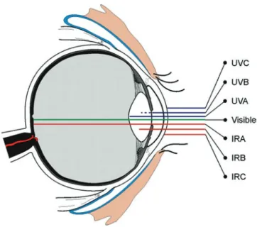 Fig. 2.21  Penetration of different wavelengths through the eye. (With permission, from [35])2.5  Lasers at Accelerators