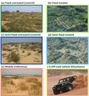 Figure 1. Dune treatments investigated in Nizzanim Long Term Ecological Research (LTER); (a) Fixed untreated (control) dune; (b) Fixed treated (c) Semi-ﬁxed untreated (control); (d) Semi-ﬁxed treated; (e) Mobile dune (reference) dune; (f) Oﬀ-road vehicle d
