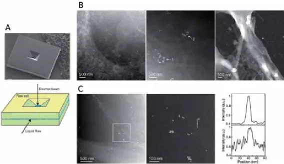 Figure 13. (A) Top image: single Si microchip with an electron‐transparent SiN window