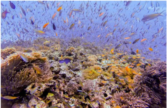 Figure 3.8  Coral reefs such as this one at Zanzibar’s Mnemba Atoll, off the north coast of Tanzania, are highly  diverse underwater ecosystems composed of the accumulated skeletons of billions of tiny marine  inverte-brates