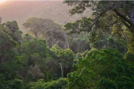 Figure 2.4  Sub-Saharan Africa’s  first formally protected area  was established to stop logging  of the Tsitsikamma coastal  for-ests, South Africa