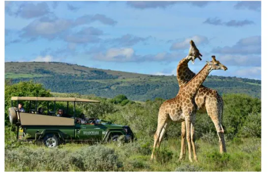 Figure 2.C  A group of tourists watching two young giraffes (Giraffa camelopardalis,  VU)  play- play-fighting on Shamwari Private Game Reserve, South Africa