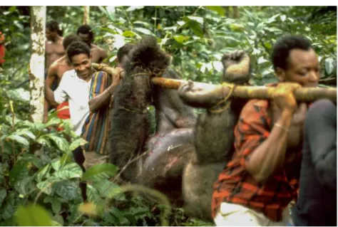 Figure 2.8  A group of hunters carry a western lowland gorilla (Gorilla gorilla gorilla, CR) that was shot  while raiding crops in southern Cameroon