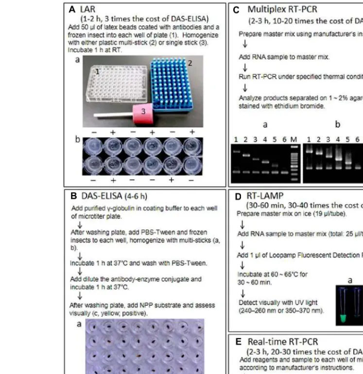 FIGURE 1 | Outline of procedure, required time, cost comparison of reagent kits per diagnosis, and results of five techniques