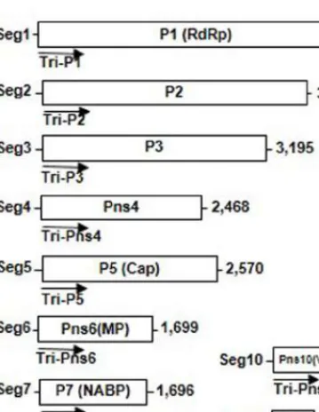 FIGURE 1 | Genome structure of Rice dwarf virus (RDV). Map of segments 1 through 12 of the RDV genome