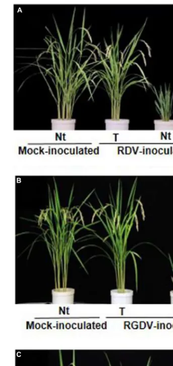 FIGURE 2 | Transgenic rice plants enhanced resistance against three rice-infecting reoviruses