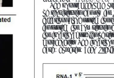 FIGURE 3 | Genome structure of Rice stripe virus (RSV). Map of RNAs 1 through 4 of the RSV genome