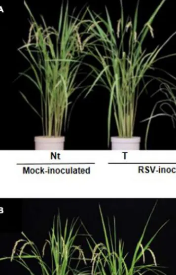 FIGURE 4 | Transgenic rice plants with enhanced resistance against two tenuiviruses. (A) Phenotype of transgenic rice plants (cv