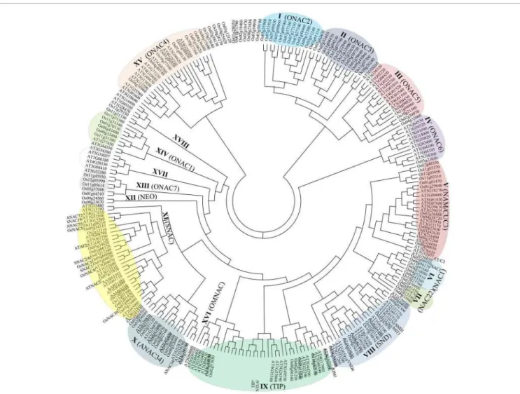 FIGURE 1 | An unrooted phylogenetic tree of the NAC transcription factors of rice and Arabidopsis