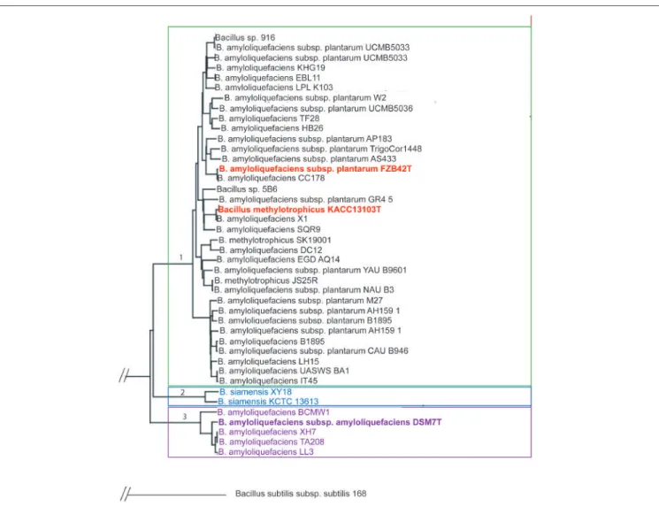 FIGURE 1 | Phylogenetic tree of Bacillus amyloliquefaciens chromosomes currently available in public databases