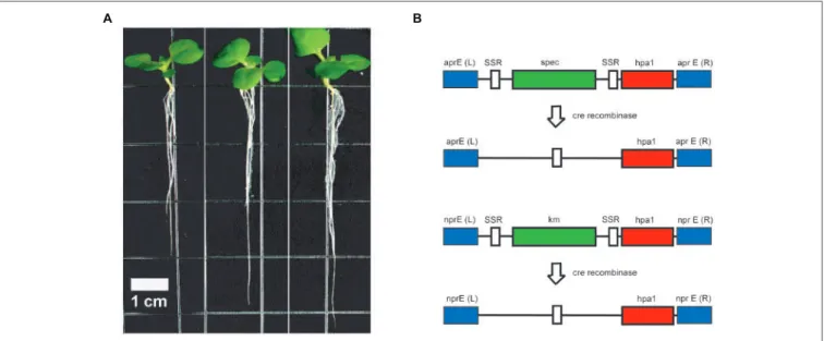FIGURE 5 | Strain construction and enhanced root development of tobacco plants by FZBHarpin