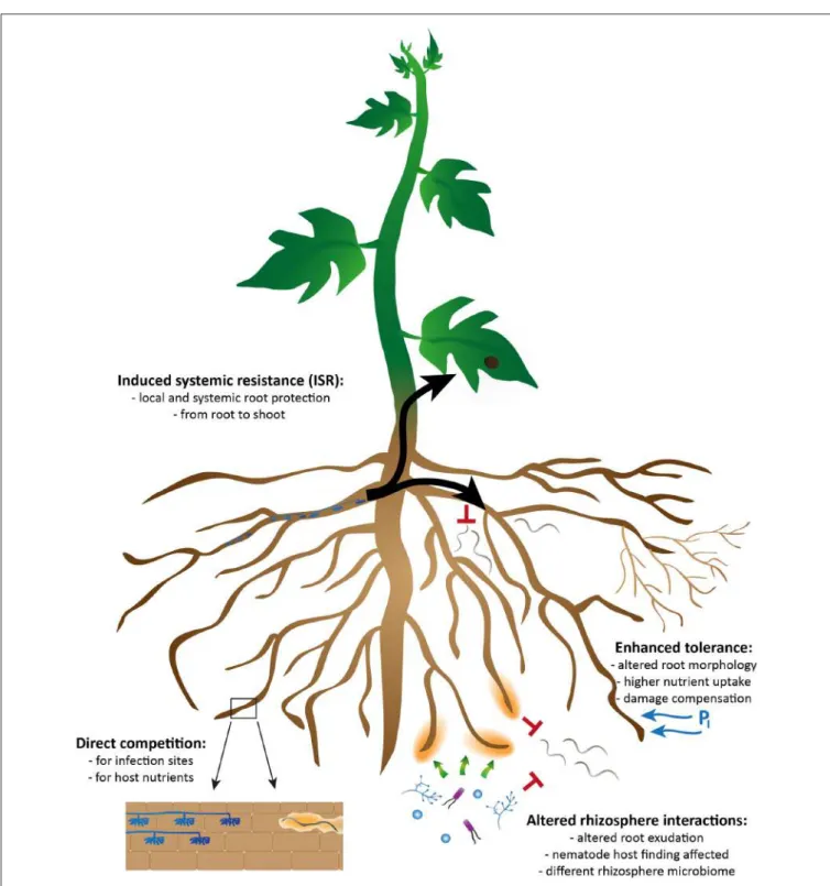 FIGURE 1 | Overview of the possible mechanisms by which arbuscular mycorrhizal fungi can exert biocontrol against plant-parasitic nematodes.