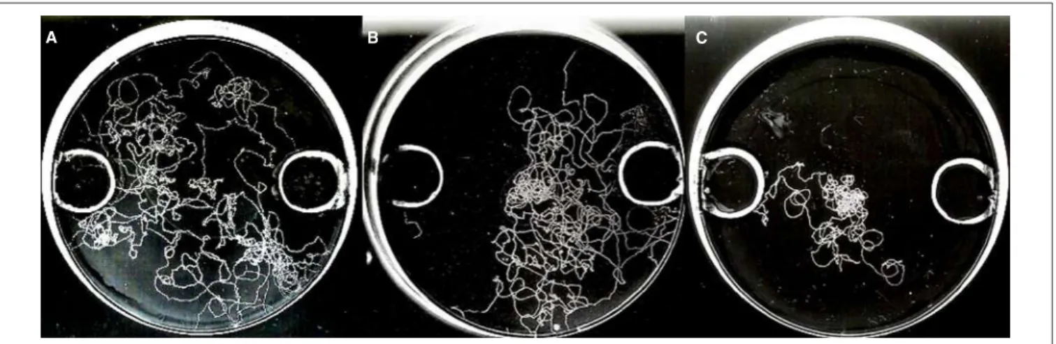 FIGURE 4 | In vitro chemotaxis bio-assay with visualization of nematode tracks on the medium