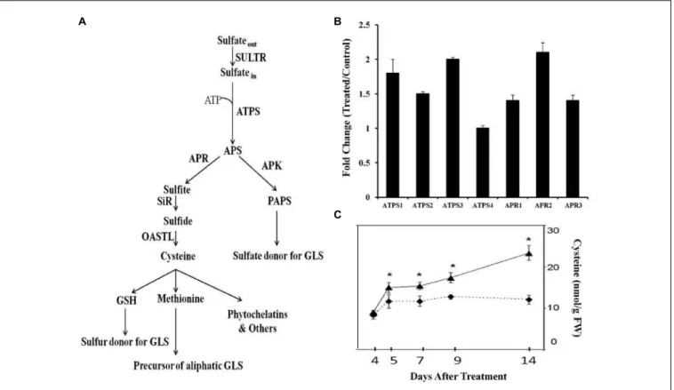 FIGURE 1 | Transcriptional regulation of Arabidopsis sulfur assimilation genes by GB03