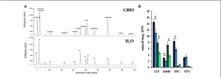 FIGURE 5 | Glucosinolate accumulation in Arabidopsis by GB03. Representative UHPLC-PDA chromatogram showing shoot glucosinolate profile in both GB03- and water-treated 30-day-old plants (A); an asterisk ( ∗ ) indicates peak alignment between the lower and 