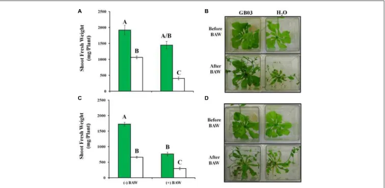 FIGURE 6 | Arabidopsis protection against the generalist herbivore Spodoptera exigua (BAW) by GB03