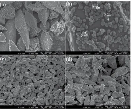 Figure 2. Low and high magnification SEM images of self-assembled nanoparticle sheathed Fe 0 Gd 0.5 (MoO 4 ) 1.5 :Eu 3+