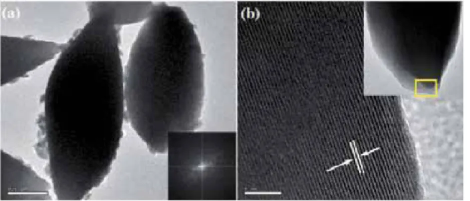 Figure 2. Low and high magnification SEM images of self-assembled nanoparticle sheathed Fe 0 Gd 0.5 (MoO 4 ) 1.5 :Eu 3+