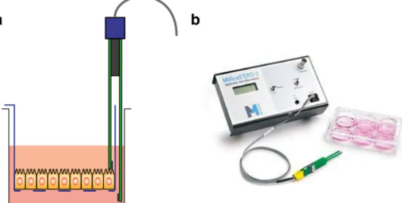 Fig. 9.3  The figure shows The Millicell ERS-2 unit with an STX chopstick electrode. To the left,  a drawing of the electrode placed in a tissue culture insert