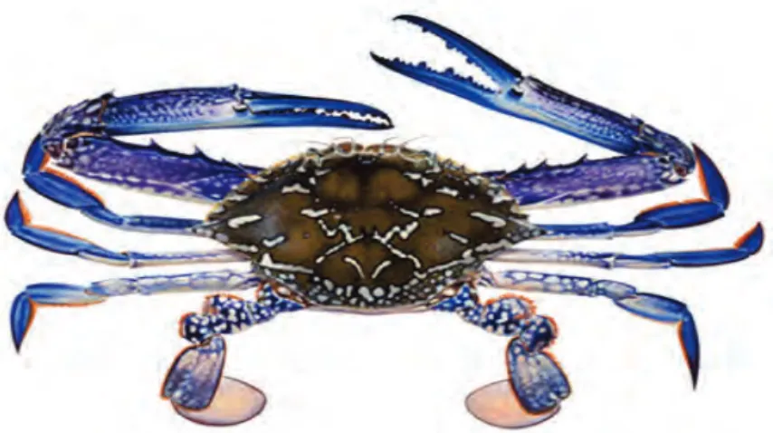 Figure 2.2. The blue swimmer crab. Illustration © R. Swainston (Source: www.anima.net.au)