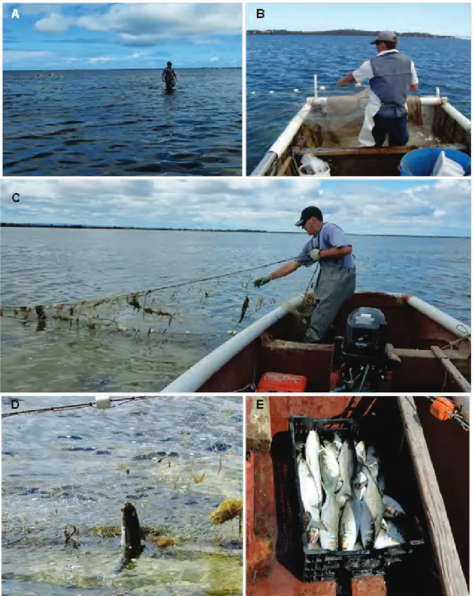 Figure 3.3.  Photos of typical haul net fishing activities: (a) setting the net; (b and c) hauling  the net by hand; (d) fish caught in mesh; and (e) sample of sea mullet catch
