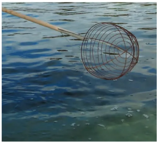 Figure 3.15. Scoop net used primarily by shore-based recreational fishers in the PHE to target  blue swimmer crabs (Photo: Alastair Harry [DoF] 2014)