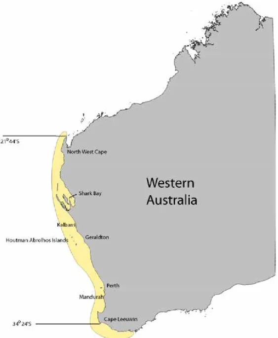 Figure 1   Distribution of the western rock lobster Panulirus cygnus (yellow) and the northern  and southern boundaries of the west coast rock lobster managed fishery