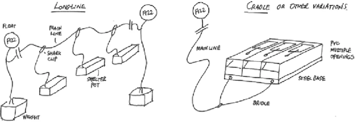 Figure 4   Diagrammatic representation of a longline and cradle configuration of trigger pots  typically used in the Developmental Octopus Fishery.