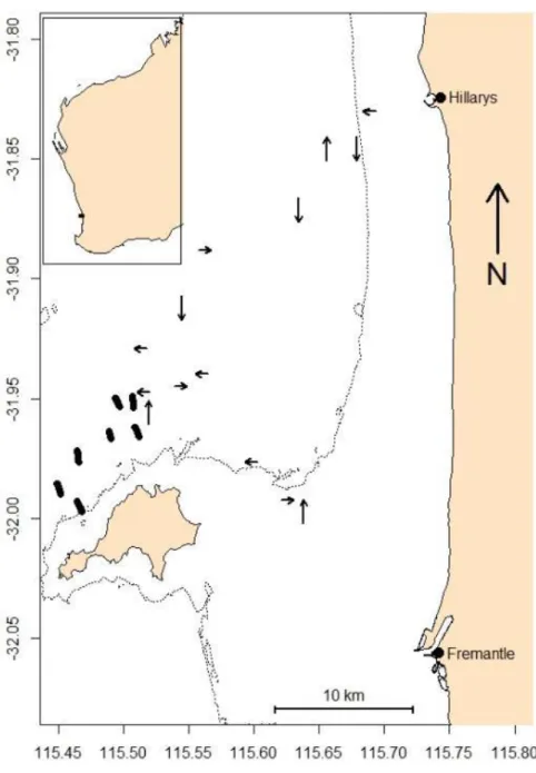 Figure 8   Location of pinger arrays (closed circle), and direction of sighted migrating whales  (arrows) around Rottnest Island, Western Australia