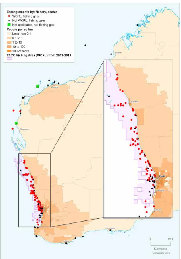 Figure 12   Location of reported whale entanglements in WRLF gear (red circle), other fishing  gear (black triangle) and non-fishing gear (green square); the spatial distribution  of the Western Australian population (as per legend; data Australian Bureau 