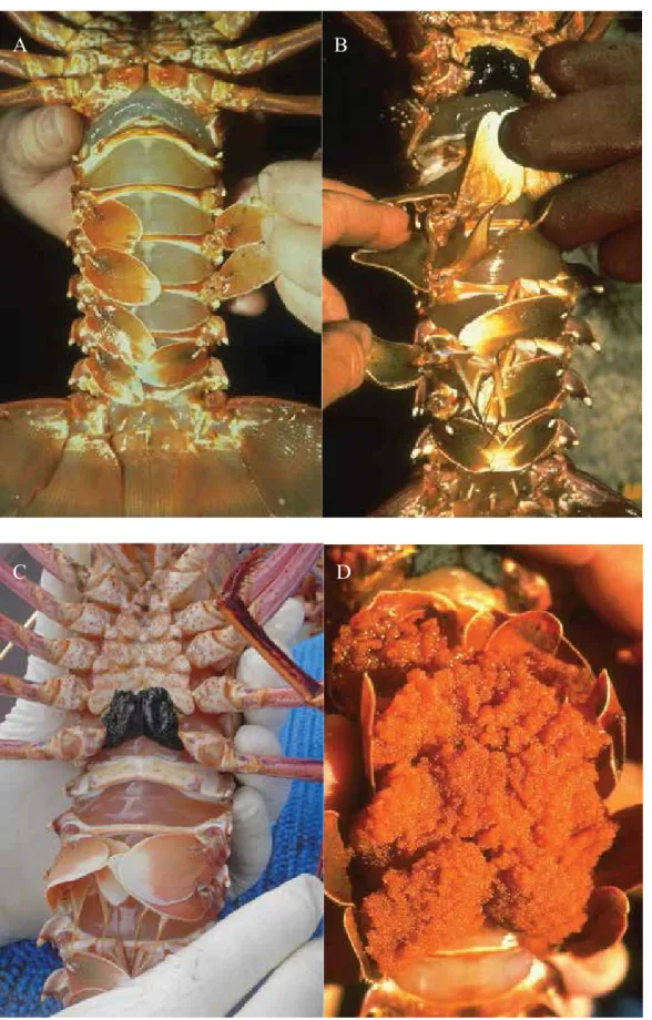 Figure 5-4.  Ventral views of a) male, b) female, c) tar-spotted female and d) berried female western  rock lobsters (Department of Fisheries, WA) 