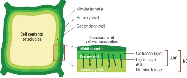 Figure 1.  Cell wall composition showing components of neutral detergent fibre  (NDF) and acid detergent fibre (ADF) 