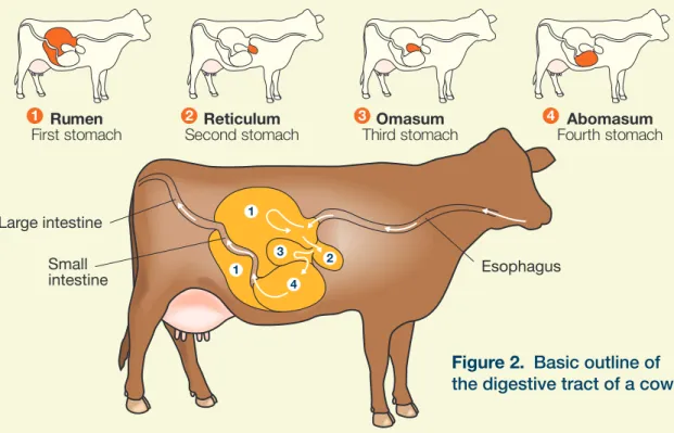 Figure 2.  Basic outline of  the digestive tract of a cow  