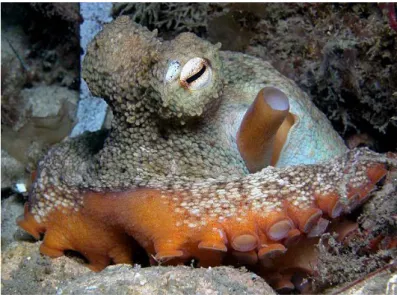 Figure 6   Octopus (cf) tetricus 