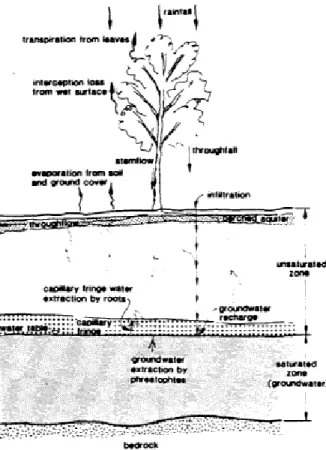 Figure 6. Schematic diagram showing the interaction of trees with groundwater.