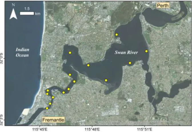 Figure 4.1.   Breeding  stock  survey  sites  (●)  within  the  Swan-Canning  Estuary  sampled  using  research hourglass traps during the SWRCP