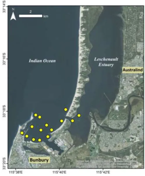 Figure 4.2.   Breeding stock survey sites (●) within the Leschenault Estuary sampled using research  hourglass traps during the SWRCP
