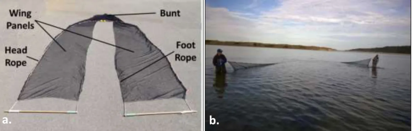 Figure 4.5.   (a) The 21.5 m beach seine used for recruitment stock surveys during the SWRCP