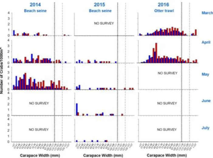Figure 4.19.   Monthly length frequency distributions of male (█) and female (█) blue swimmer crabs  captured by either beach seine (2014 and 2015) or otter trawl (2016) during recruitment  surveys  in the  Swan-Canning  Estuary