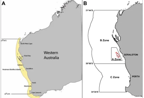 Figure 2.1.1. (A) Distribution (yellow shading) of the western rock lobster,  Panulirus  cygnus,  and  (B)  the  management  zones  of  the  WCRLMF  (A,  B  and  C  Zones) with the boundary of the Abrolhos FHPA indicated in red