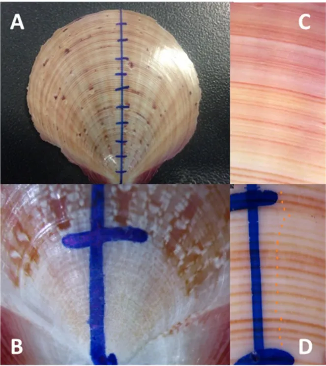 Figure 14. (A) Ventral value of a scallop marked (5 mm intervals) for ring counting (B) The umbo  region of a scallop shell marked to be counted (C) Growth rings on a scallop from  Rottnest  Island  showing  compacted  rings  closer  to  the  shell  edge  