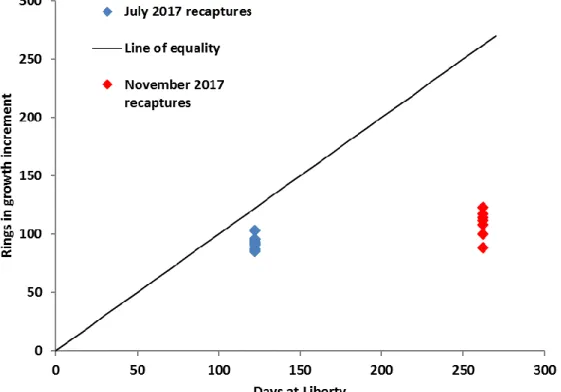 Figure 40.  Number of rings in the growth increment of recaptured tagged scallops during July  and November 2017