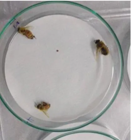 Figure 2-1.  Picture of the experimental set up of choice test bioassays. A nurse (top  left), a drone (top right), and a forager (bottom) are evenly spaced apart in a  petri dish, with a V